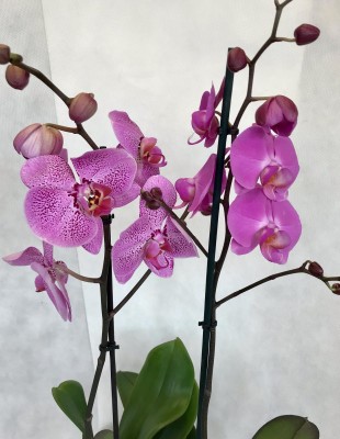Orchidea v črepe