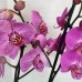 Orchidea v črepe